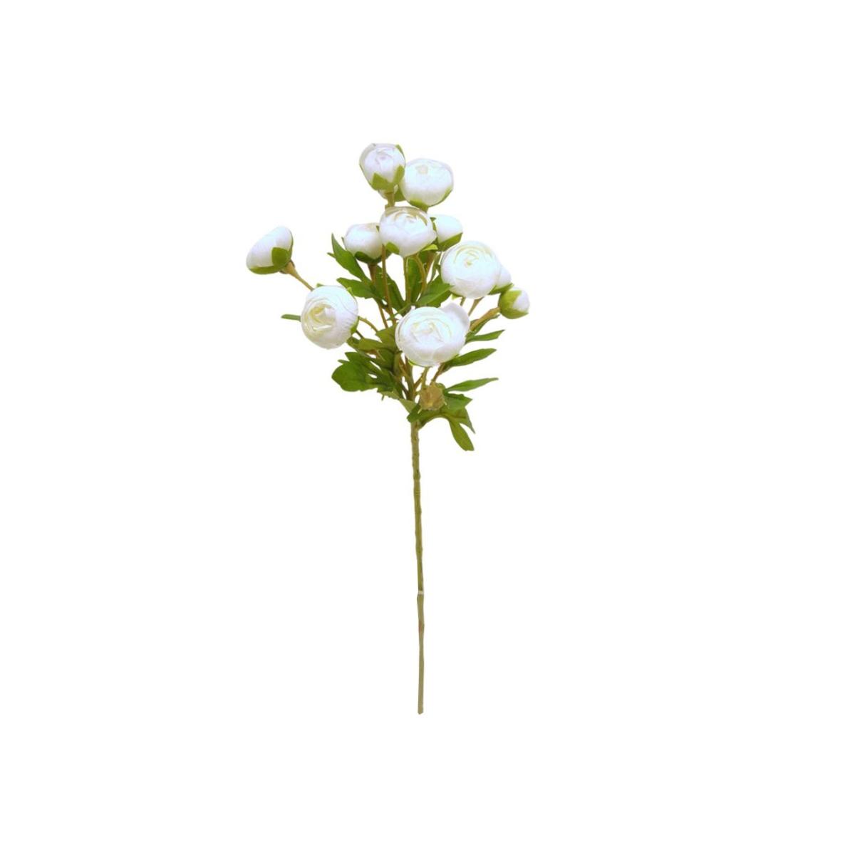 Ranunculus spruz. 56cm crema ds003165