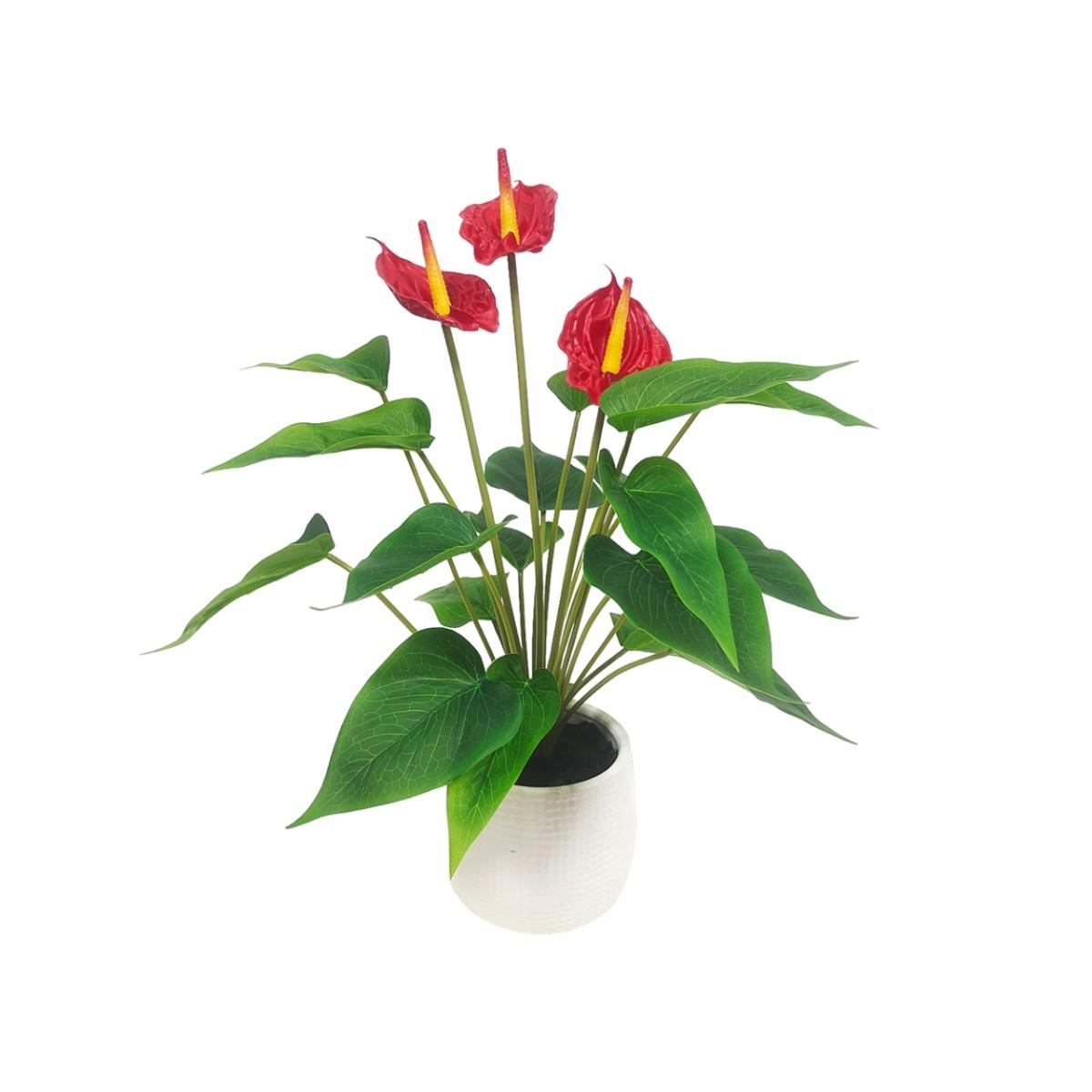 Pianta anthurium 43,2cm x3 ds 26097 05